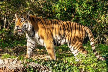 The Siberian tiger,Panthera tigris altaica in the zoo