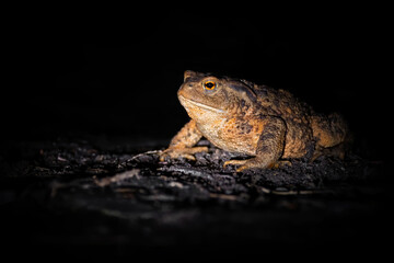 Common toad, European toad (Bufo bufo), with beautiful black coloured background. Colorful brown frog on the ground in the forest at night. Wildlife scene from nature, Czech Republic
