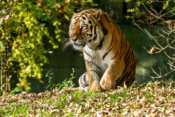 The Siberian tiger,Panthera tigris altaica in the zoo