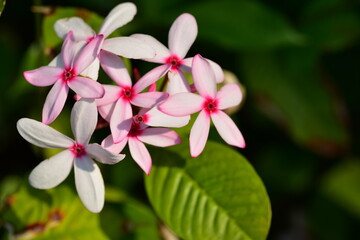Beautiful flowers in the garden Blooming in the summer.Landscaped Formal Garden