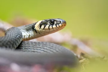 Grass snake (Natrix natrix), with beautiful green coloured background. Colorful snake with grey scales on the ground in the forest. Wildlife scene from nature, Czech Republic © Simon Vasut
