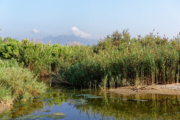 Coastal river in eastern coast of Upper Corsica