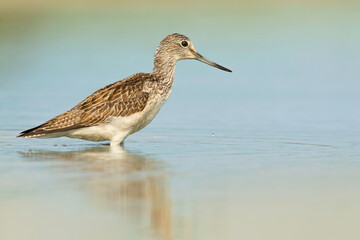 Common greenshank (Tringa nebularia), with beautiful green and blue background. Colorful shore bird with grey feather in the lake. Wildlife scene from nature, Italy