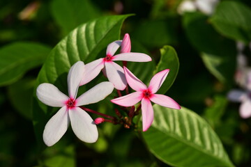 White pink flowers with green background