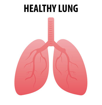 Healthy lungs cartoon flat icon for web design isolated on white background. Scientific medical illustrations of human lungs. Pneumonia concept. Illustration