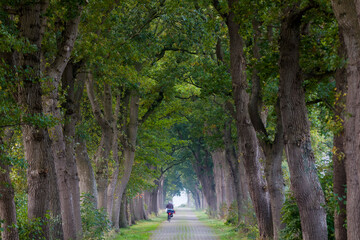 Fahrradfahrer in einer Allee, Varel, Landkreis Friesland, Niedersachsen