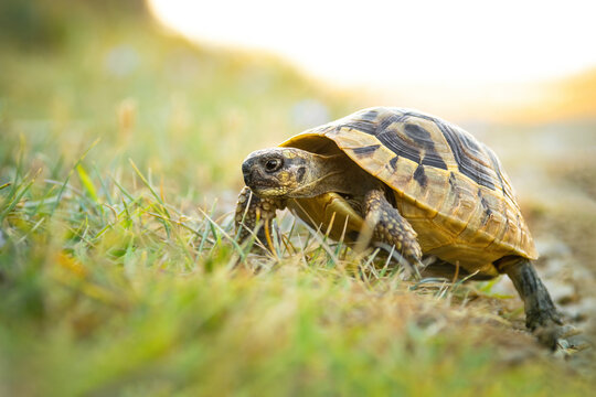 Hermann's tortoise (Testudo hermanni), with beautiful green coloured background. Colorful tortoise on the ground near the sea. Wildlife scene from nature, Croatia