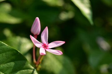 Colorful flowers and morning sunshine	