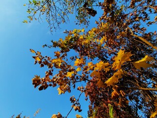 autumn leaves against blue sky