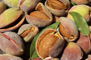 Harvest of almonds. Healthy foods.