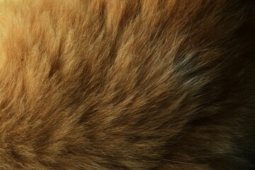 Closeup of natural cat fur pattern. cat fur taxture. cat fur background.