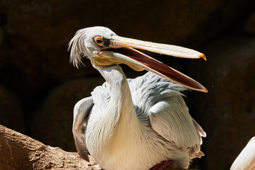 beautiful portrait of pink pelican perched on a tree branch and open mouth in a zoo in valencia spain