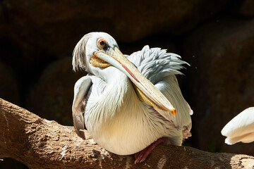 beautiful portrait of pink pelican perched on a tree branch with a nice plumage and beak looking sideways in a zoo in valencia spain