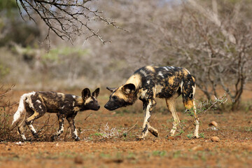Naklejka na ściany i meble African wild dog, African hunting or African painted dog (Lycaon pictus), alpha female is chased by her cub when returning to the pack. Puppy interacts with an adult dog in the African savannah.