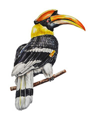 Hornbill bird. Watercolor. Illustration. Hand drawn. Template. Closeup.  