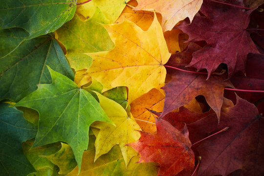Autumn leaves rainbow color gradient. Autumn season change concept.