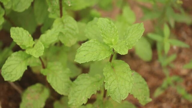 Mint leaves illuminated by the sun. Plant with light green leaves in the garden. Close-up. Daylight