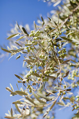 Green olive tree branches outdoor