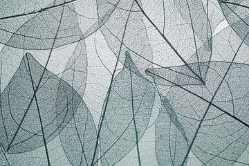 Naklejka na ściany i meble Transpatrent leaves arstract background. Top view, flat lay.