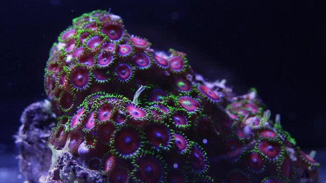 zoanthus coral colony red and green opening up time lapse