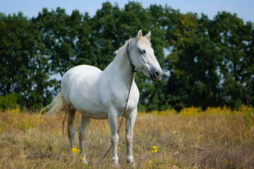 Obraz na płótnie Canvas white horse on dry grass in the field