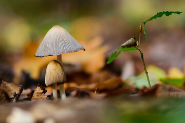 
small forest mushrooms in dry autumn leaves close-up