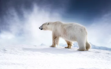 Rolgordijnen Beautiful adult male polar bear, ursus maritimus, walking across the snow of Svalbard © Rixie