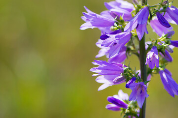 Obraz premium background place for text beautiful delicate flower bell close up