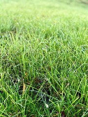 green grass texture