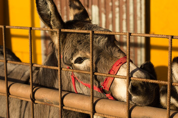 Donkey in the foreground