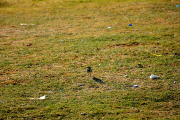 bird on the ground