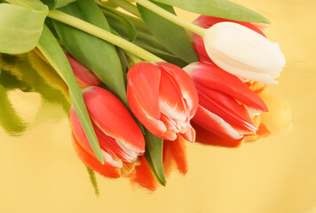 Red and white tulips on golden background