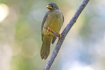Bell minor on a branch