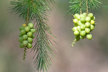 berry of pine-leaf geebung - persoonia pinifolia.