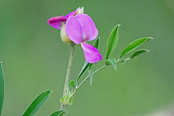 wild purple pea flower  - Lathyrus vestitus ssp. alefeldii