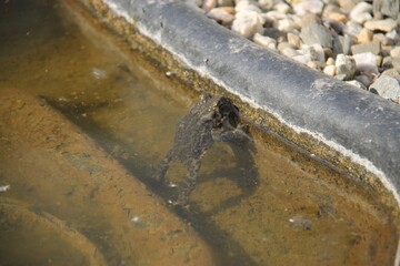 A frog in a garden pond