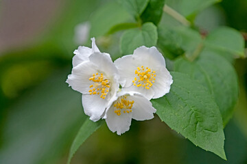 Obraz na płótnie Canvas close up of white jasmine flower