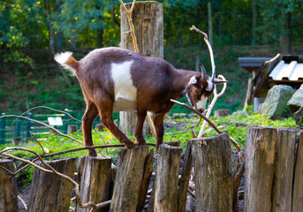 West African pygmy goat standing on the logs