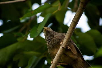 Yellow billed babbler on top of tree branch shot from bottom view