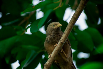 Yellow billed babbler on top of tree branch shot from bottom view