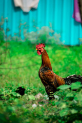 Hen on the grass