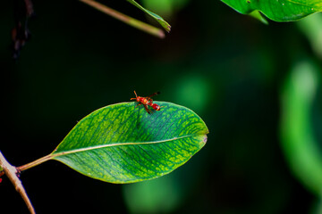 Red Honey bee on a green leaf focused as like macro shot taken in green garden