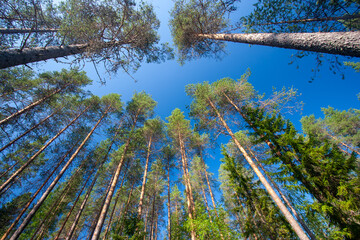 untouched nature of finland scandinavia europe