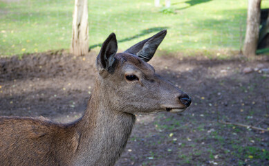 A portrait of the female deer cub