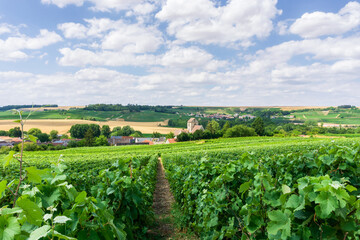 Fototapeta na wymiar Row vine grape in champagne vineyards at montagne de reims countryside village background, Reims, France