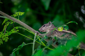 squirrel on a tree