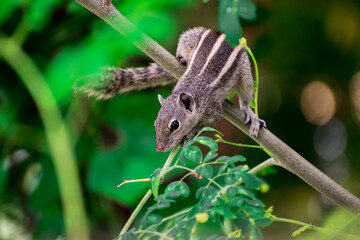 squirrel on a branch