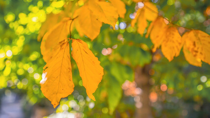 yellow leaves on a branch, close up blurry background