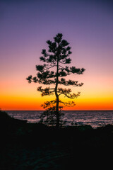Fototapeta na wymiar Bright colorful sunset over the sea with silhouettes of pine