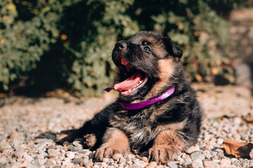 A month-old adorable puppy lies and rests in nature. A beautiful German shepherd puppy of black and red color with a lilac ribbon around its neck lies on the street against a bright green Bush.